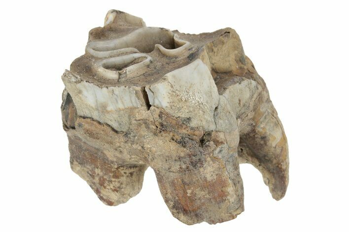 Fossil Woolly Rhino (Coelodonta) Tooth - Siberia #231044